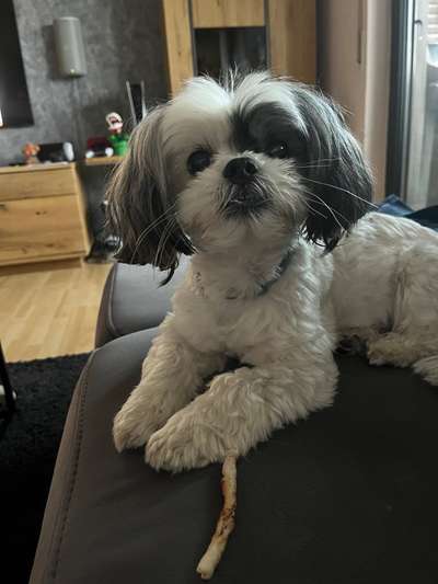 Malshi (malteser - shih-tzu) Freunde?-Beitrag-Bild