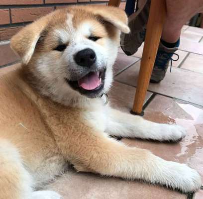 Welpen Bilder !-Beitrag-Bild