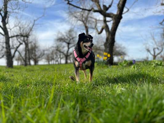 Hundetreffen-Gemeinsame Gassi Runden-Bild