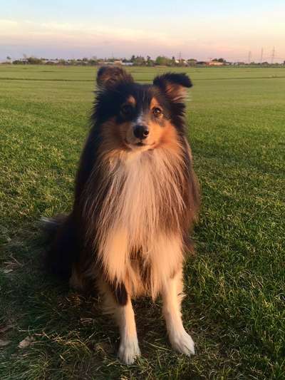 Shelties-Beitrag-Bild