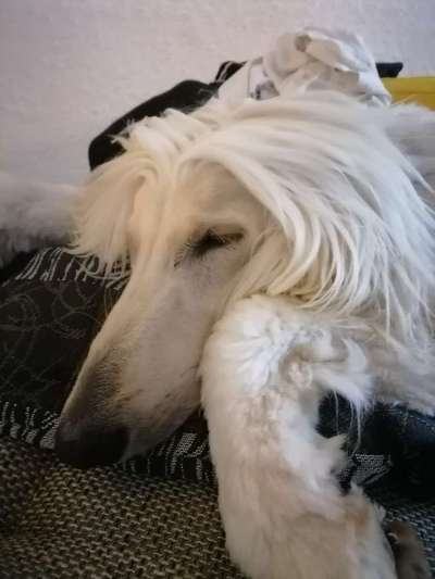 Windhunde - Treffen der besonderen Schönheiten
HERZLICH WILLKOMMEN-Beitrag-Bild