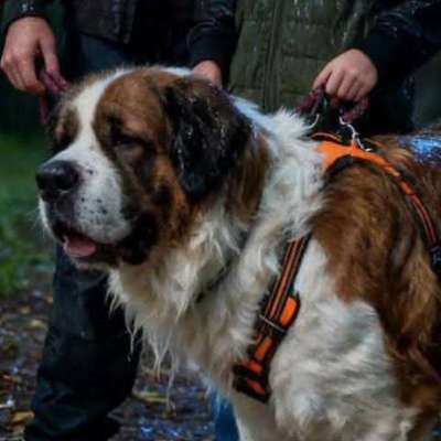 Hundetreffen-Kumpel Für Bruno