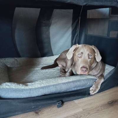 Hundetreffen-Spiele Treffen und gemeinsame Gassirunden in Lichtenfels-Bild