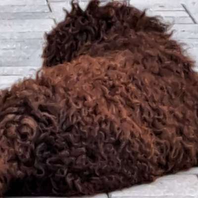 Hundetreffen-Welpen und Junghunde bis 1 Jahr-Bild