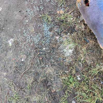 Giftköder-Gift (Schneckenkorn?)-Bild