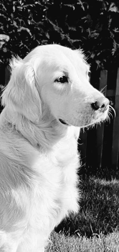 Hunderunde-Beitrag-Bild