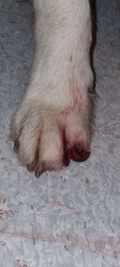 Abgerissene Kralle-Beitrag-Bild