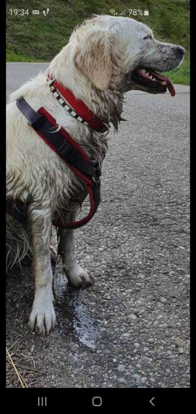 Wo sind die Golden Retriever Liebhaber?-Beitrag-Bild