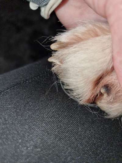 Abgerissene Kralle-Beitrag-Bild