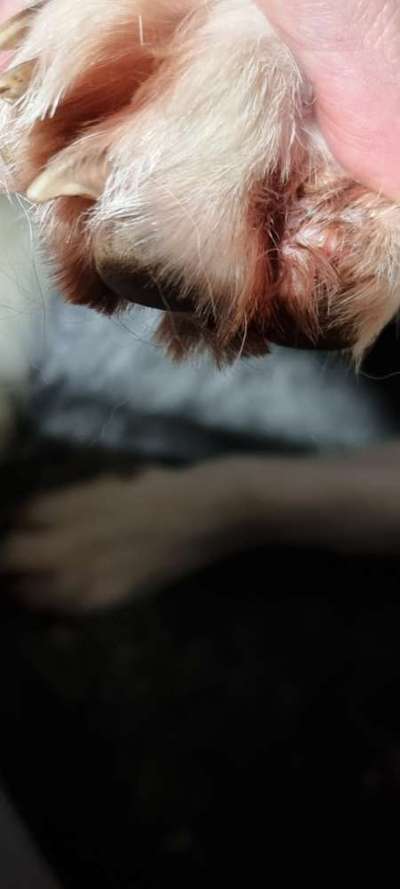 Abgerissene Kralle-Beitrag-Bild