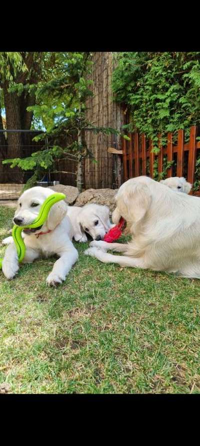 Wo sind die Golden Retriever Liebhaber?-Beitrag-Bild