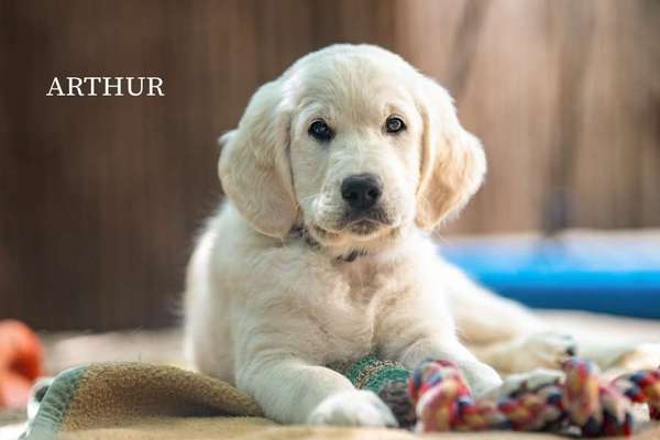 Wo sind die Golden Retriever Liebhaber?-Beitrag-Bild