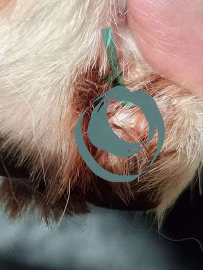 Abgerissene Kralle-Beitrag-Bild