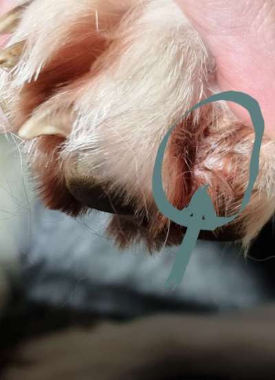 Abgerissene Kralle-Beitrag-Bild