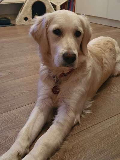 Wo sind die Golden Retriever Liebhaber?-Beitrag-Bild