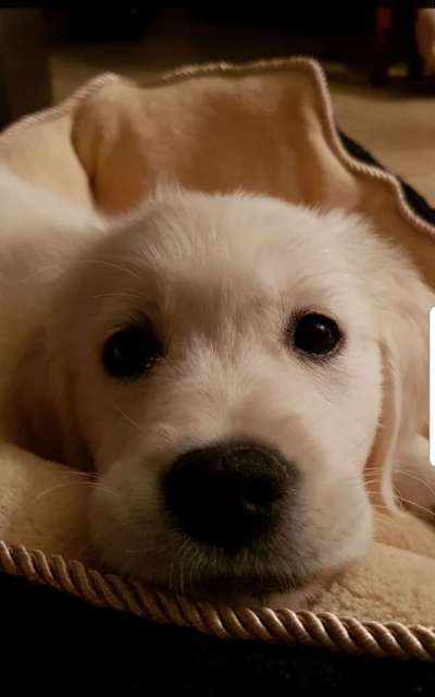 Wo sind die Golden Retriever Liebhaber?-Beitrag-Bild