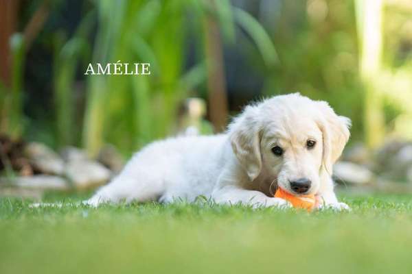 Wo sind die Golden Retriever Liebhaber?-Beitrag-Bild