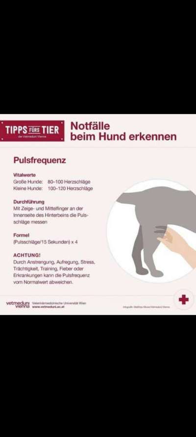 Was Hundehalter wissen und können sollten!-Beitrag-Bild