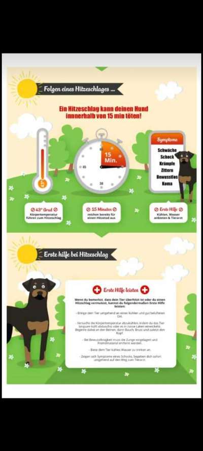 Was Hundehalter wissen und können sollten!-Beitrag-Bild