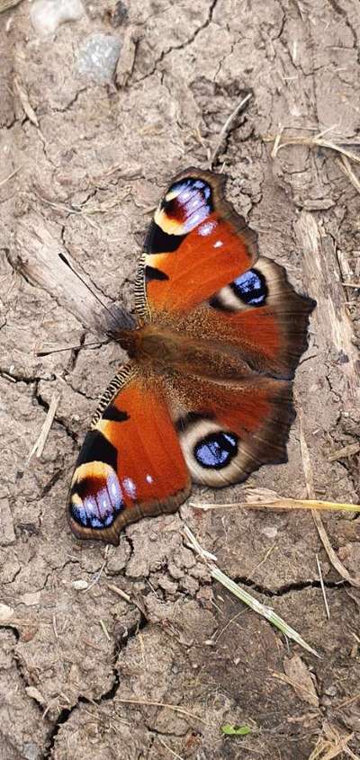 Die wunderschöne Welt mit Hund.-Beitrag-Bild