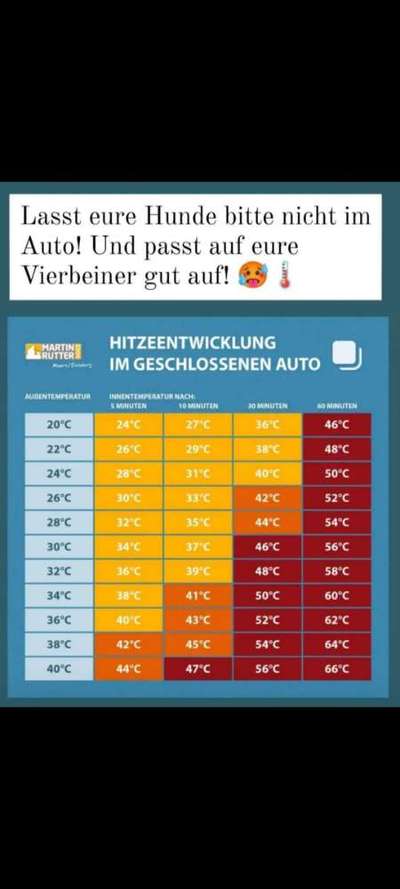 Was Hundehalter wissen und können sollten!-Beitrag-Bild