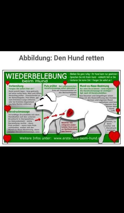 Was Hundehalter wissen und können sollten!-Beitrag-Bild