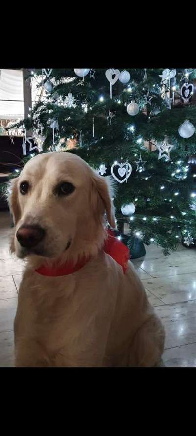 Dogorama Photo Challenge - Weihnachtsbaum-Beitrag-Bild