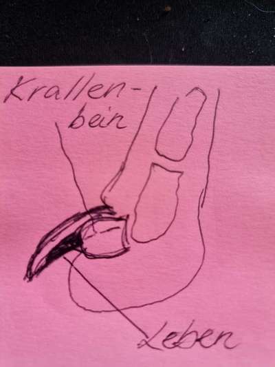 Abgerissene Kralle-Beitrag-Bild