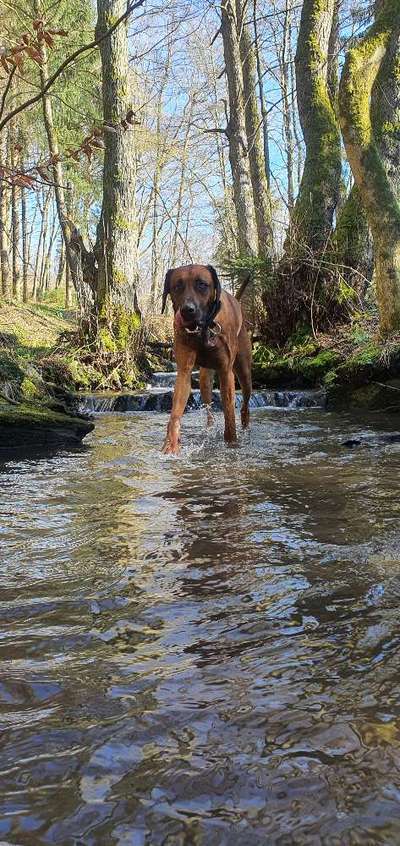 Hundetreffen-Spazierpartner gesucht-Bild