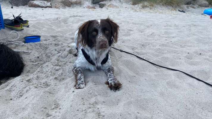 Kleiner Münsterländer!-Beitrag-Bild