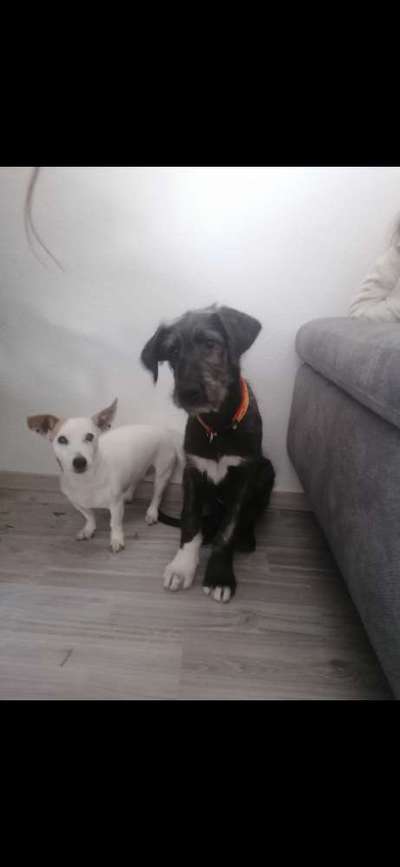 Irischer Wolfshund-Beitrag-Bild