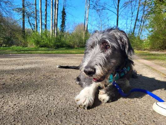 Windhunde - Treffen der besonderen Schönheiten
HERZLICH WILLKOMMEN-Beitrag-Bild