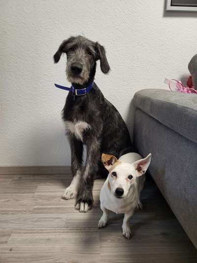 Irischer Wolfshund-Beitrag-Bild