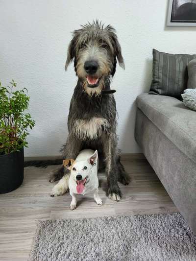 Dogorama Photo Challenge - Gegensätze-Beitrag-Bild