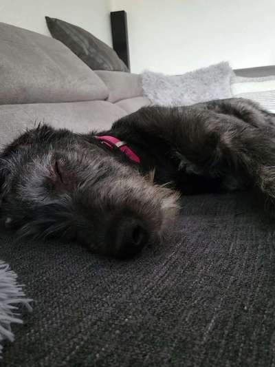 Irischer Wolfshund-Beitrag-Bild