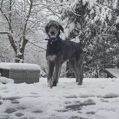 Windhunde - Treffen der besonderen Schönheiten
HERZLICH WILLKOMMEN-Beitrag-Bild
