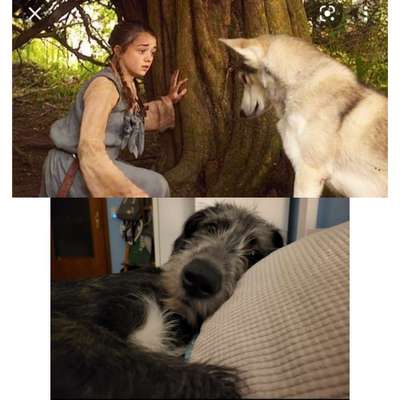 Wie heißt dein Hund?-Beitrag-Bild