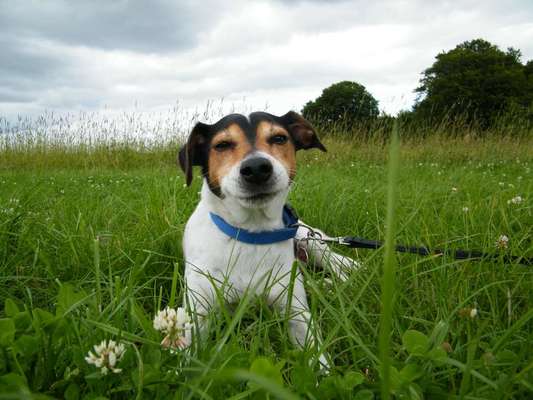Unsere Fellnasen im Regenbogenland-Beitrag-Bild