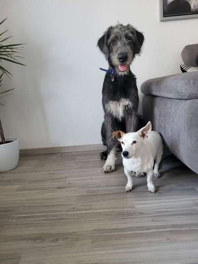 BIG LOVE :) mit 2 Hunden❣️-Beitrag-Bild