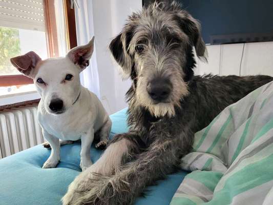 Windhunde - Treffen der besonderen Schönheiten
HERZLICH WILLKOMMEN-Beitrag-Bild