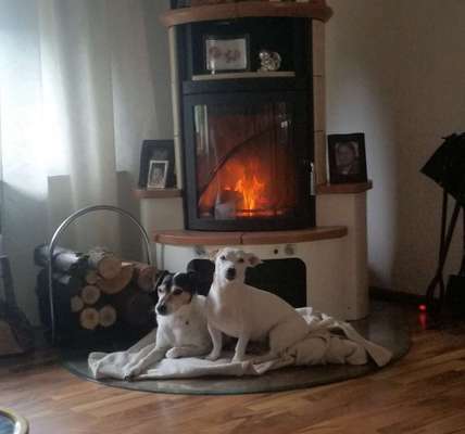 Wo sind die Jack und Parson Russell Terrier?-Beitrag-Bild