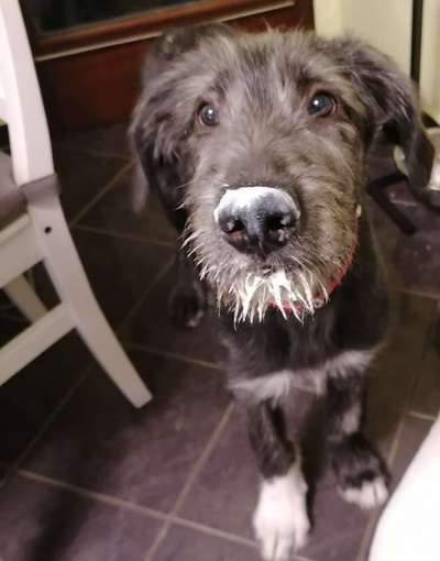 Irischer Wolfshund-Beitrag-Bild