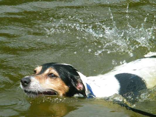 Hundeschwimmen-Beitrag-Bild