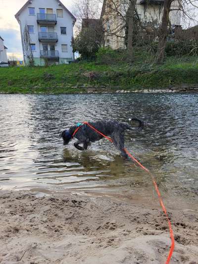Windhunde - Treffen der besonderen Schönheiten
HERZLICH WILLKOMMEN-Beitrag-Bild