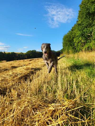 Windhunde - Treffen der besonderen Schönheiten
HERZLICH WILLKOMMEN-Beitrag-Bild