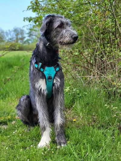 Seltene Rassen!-Beitrag-Bild