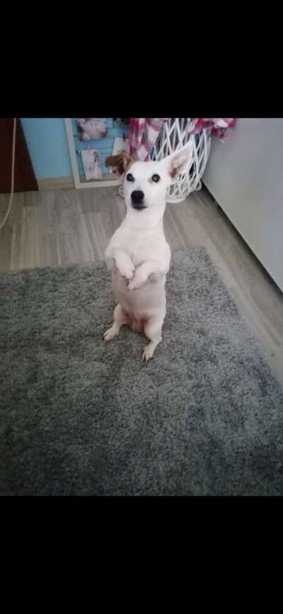 Trick Challenge Nr. 12-Beitrag-Bild