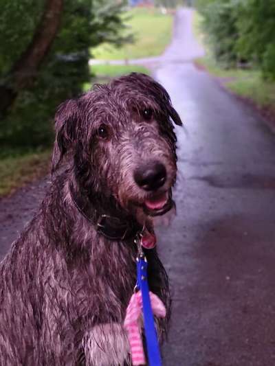 Windhunde - Treffen der besonderen Schönheiten
HERZLICH WILLKOMMEN-Beitrag-Bild