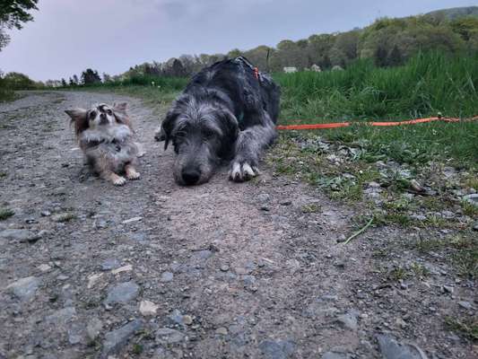 Windhunde - Treffen der besonderen Schönheiten
HERZLICH WILLKOMMEN-Beitrag-Bild