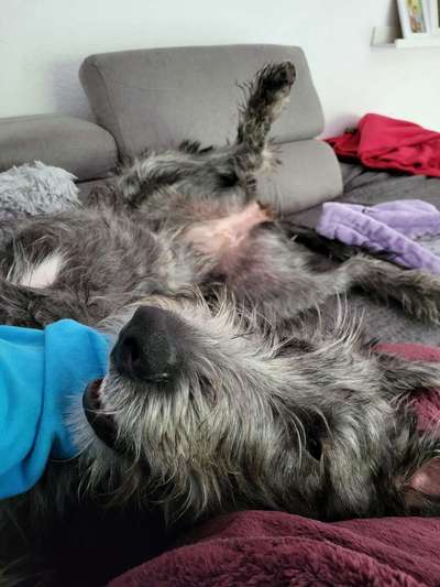 Irischer Wolfshund-Beitrag-Bild